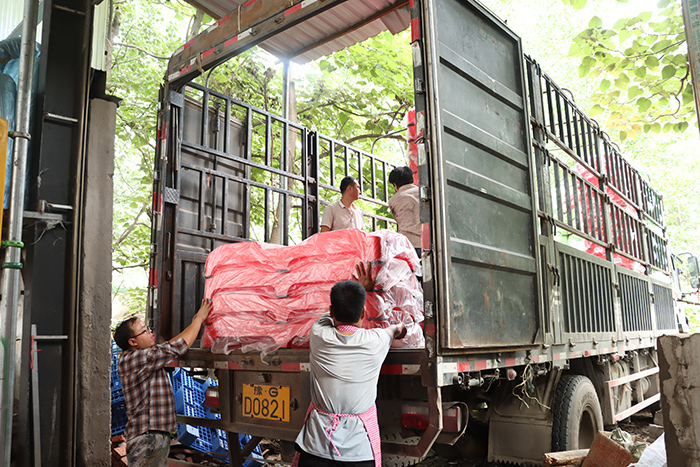 幼兒園塑料一體床